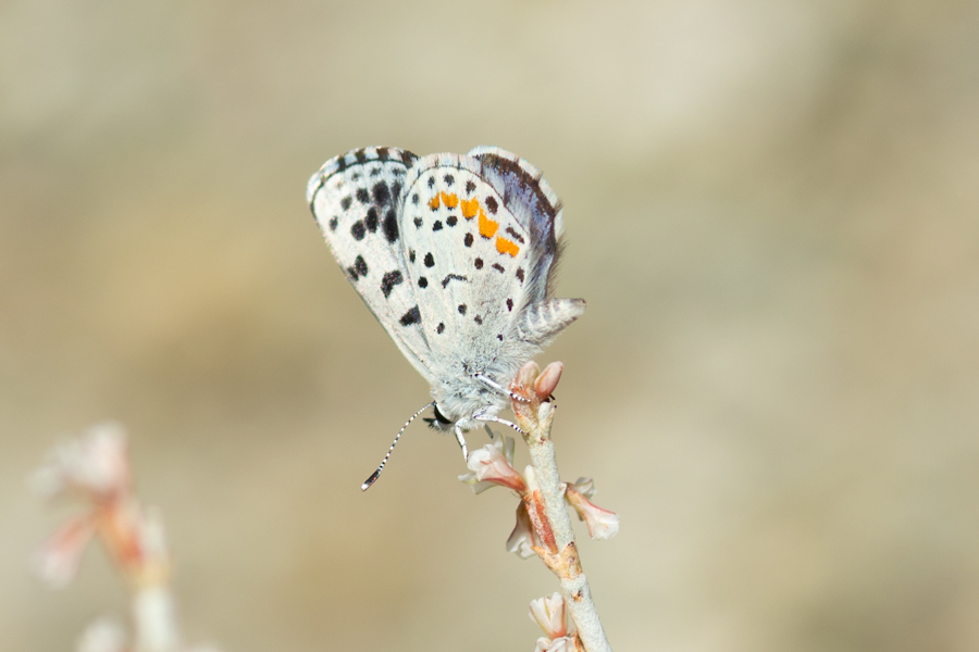 Euphilotes dammersi dammersi - Dammers' Dotted Blue