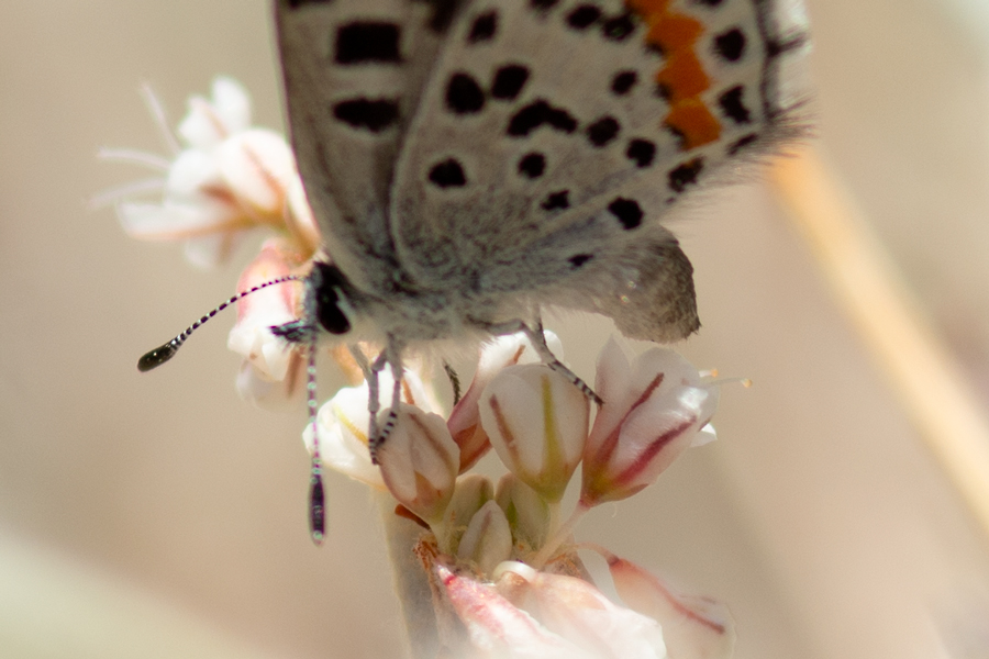Euphilotes dammersi dammersi - Dammers' Dotted Blue