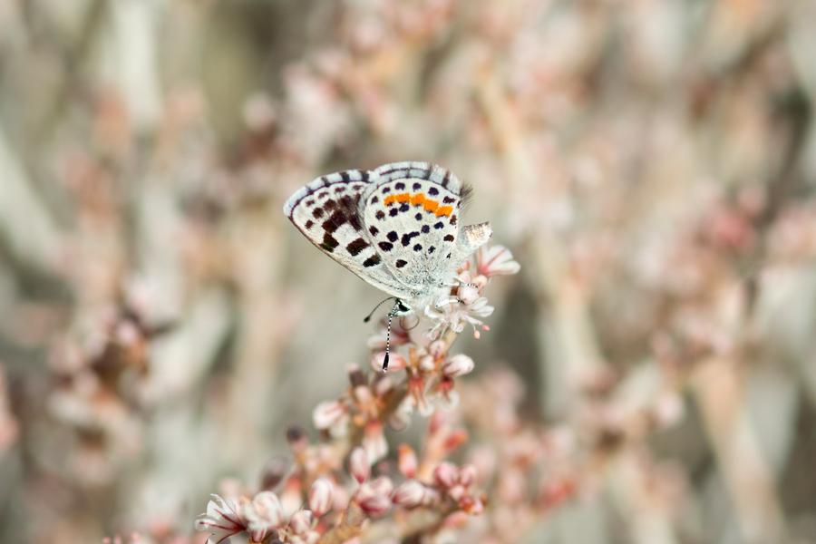 Euphilotes dammersi dammersi - Dammers' Dotted Blue