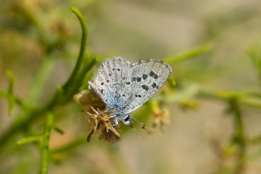 Euphilotes speciosa - the small blue butterfly