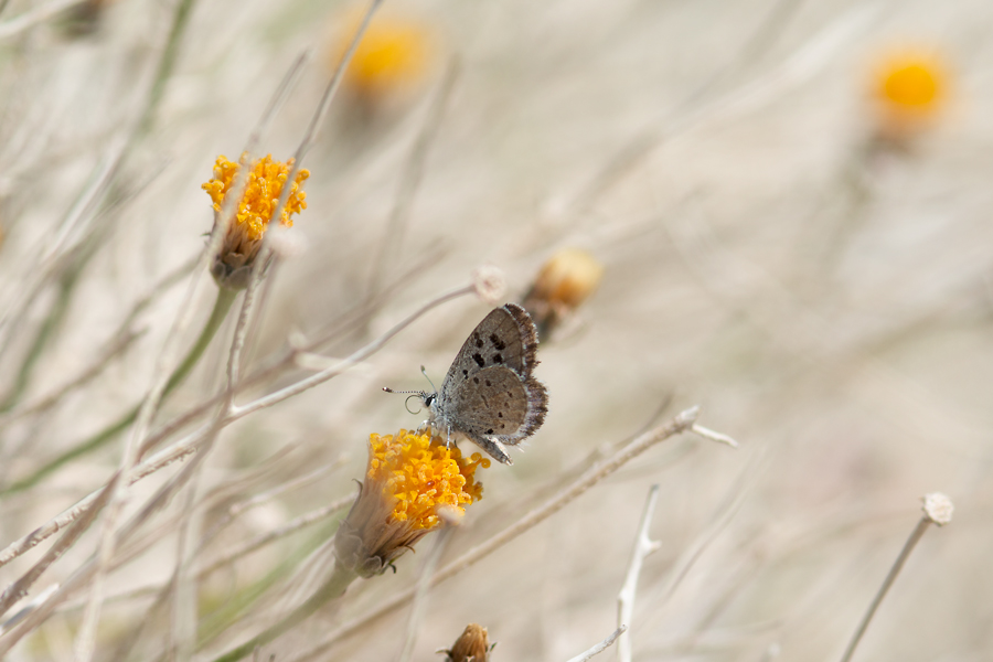 Euphilotes speciosa - the small blue butterfly