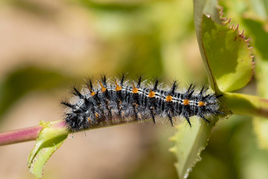 Euphydryas chalcedona hennei - 'Henne's' Variable Checkerspot larvae