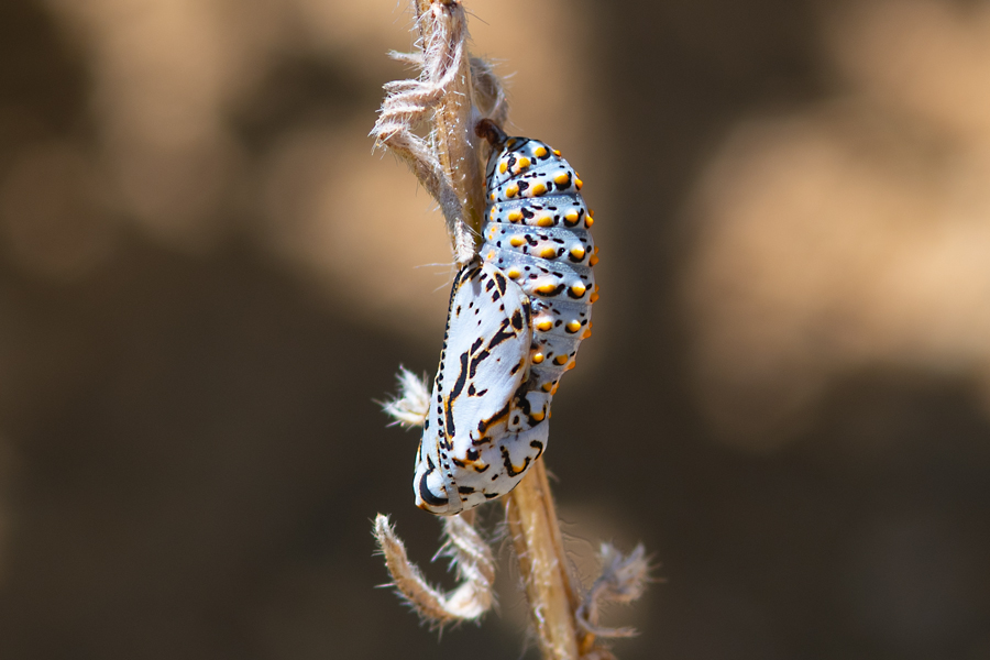 Euphydryas chalcedona hennei - 'Henne's' Variable Checkerspot pupa