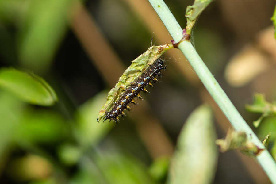 Euphydryas chalcedona olancha caterpillar