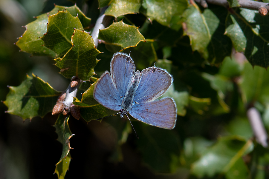 Everes amyntula amyntula - Western Tailed Blue