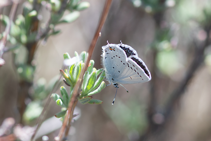 Everes amyntula amyntula - Western Tailed Blue