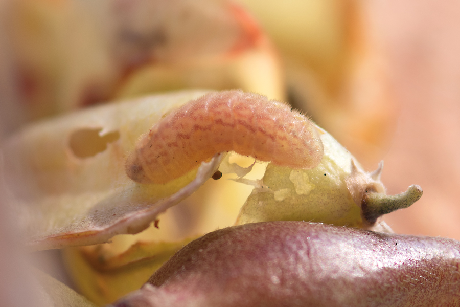 Caterpillar of Everes amyntula amyntula - Western Tailed Blue