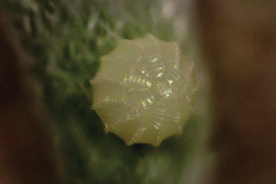 Egg of the Afranius duskywing skipper