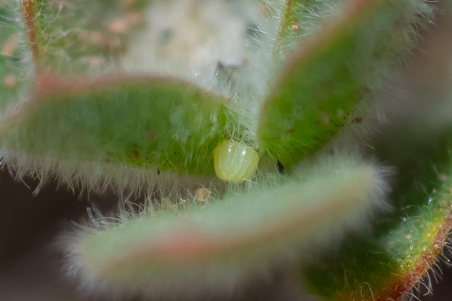 Egg of the Afranius duskywing skipper