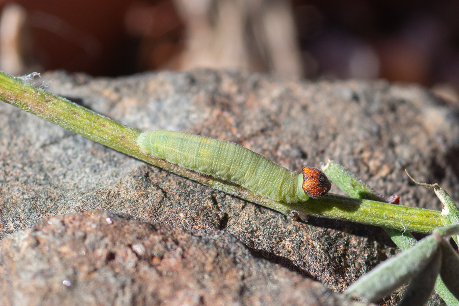 Larva (caterpillar) of Gesta or Erynnis afranius - Afranius duskywing