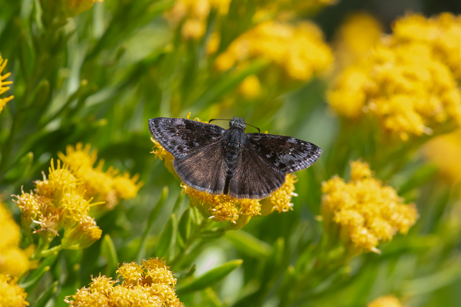 Male Afranius duskywing skipper