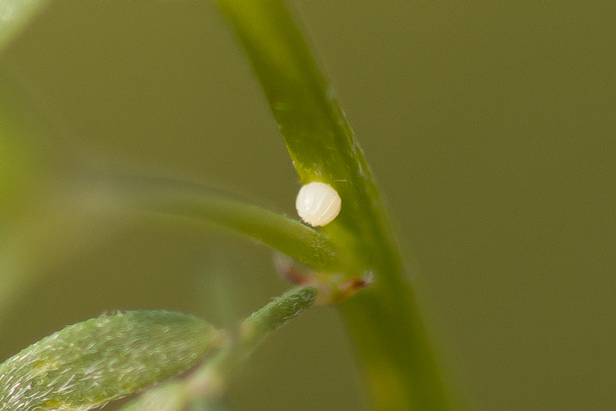 Egg of Gesta or Erynnis funeralis - Funereal Duskywing