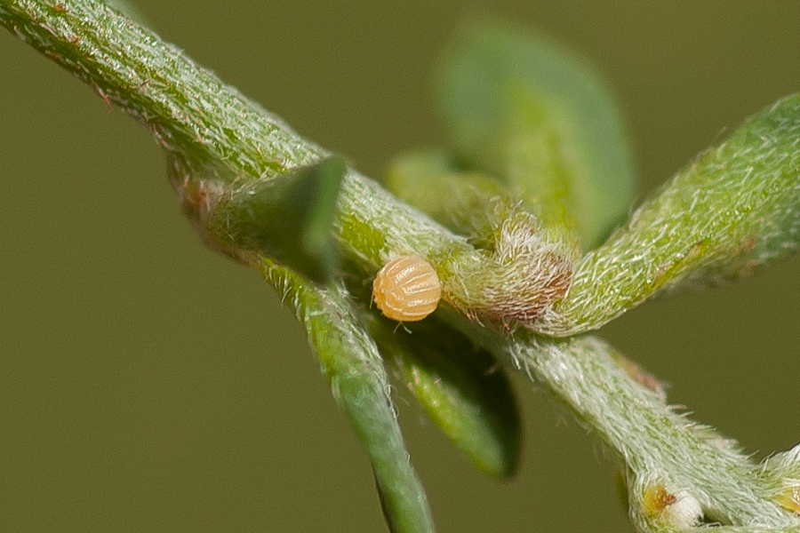 Egg of Gesta or Erynnis funeralis - Funereal Duskywing