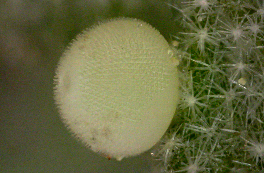 Egg of Heliopetes ericetorum - northern white skipper