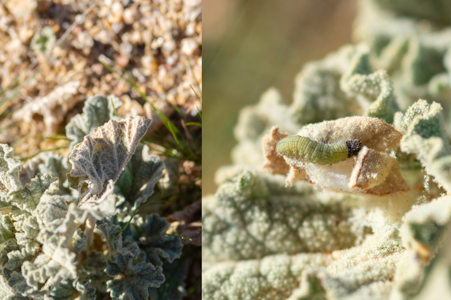 Caterpillar of Heliopetes ericetorum - Northern White Skipper