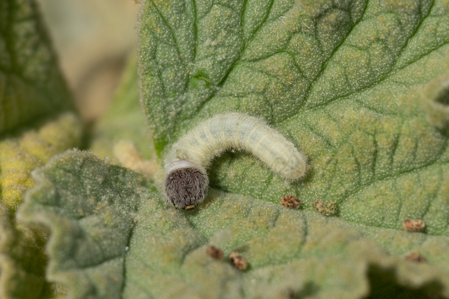 Caterpillar of Heliopetes ericetorum - Northern White-Skipper