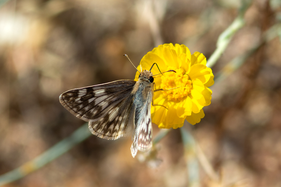 Heliopetes ericetorum - Northern White Skipper