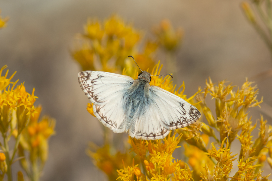 Heliopetes ericetorum - Northern White Skipper