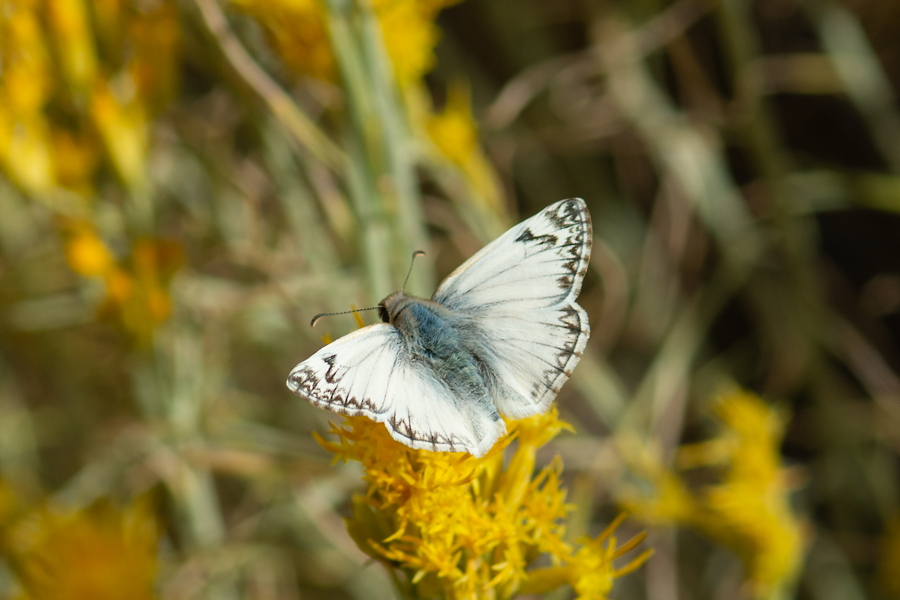 Heliopetes ericetorum - Northern White Skipper