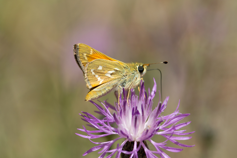 Hesperia colorado tildeni