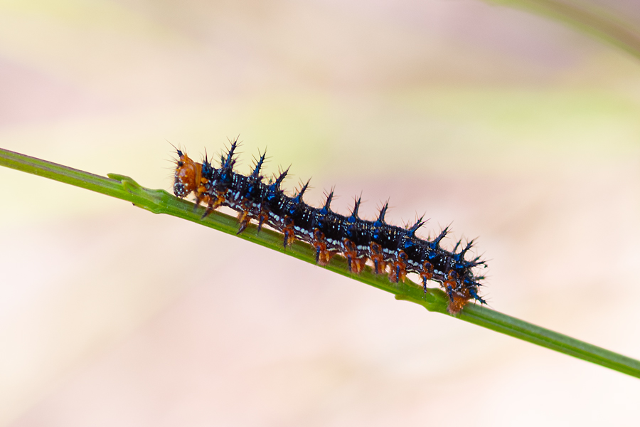 caterpillar of Junonia (coenia) grisea - Common Buckeye