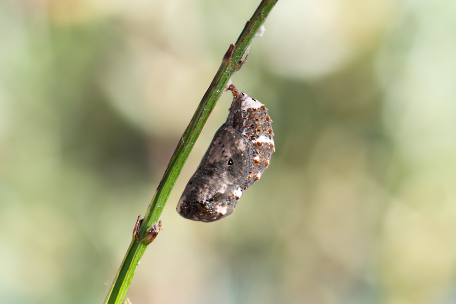pupa of Junonia (coenia) grisea - Common Buckeye