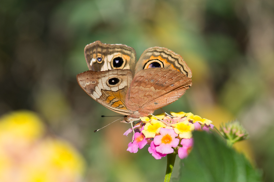 Junonia grisea - Common Buckeye