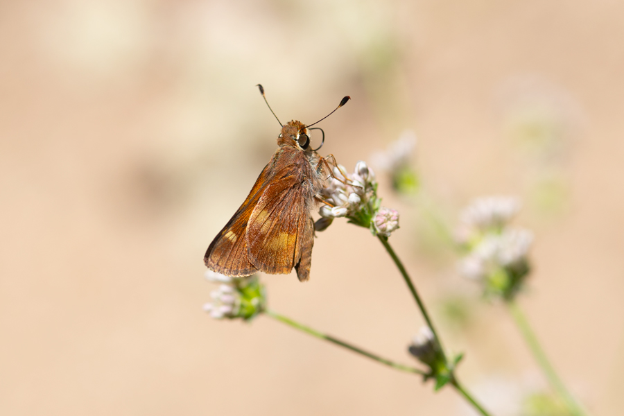 Lon melane - Umber Skipper