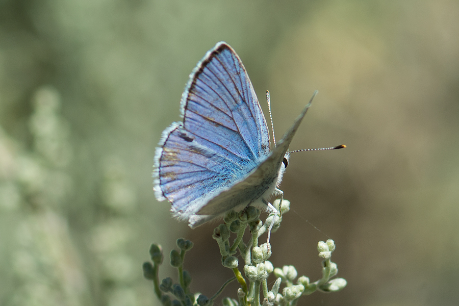 Tharsalea heteronea clara - Blue Copper
