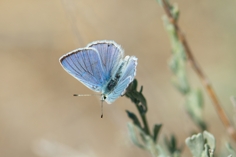 Tharsalea heteronea clara - Blue Copper