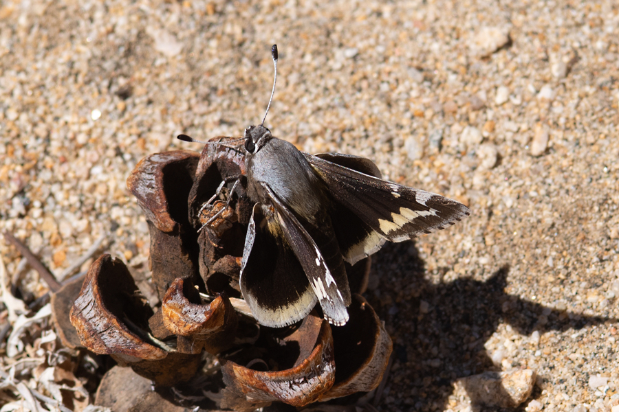 Megathymus yuccae martini or maudae - Martin's Yucca Giant Skipper