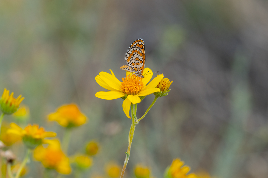 Microtia dymas imperialis - Tiny Checkerspot