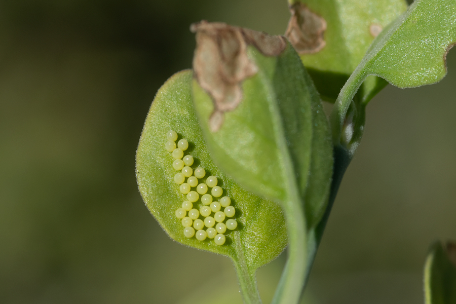 Egg cluster of Microtia dymas imperialis - Tiny Checkerspot