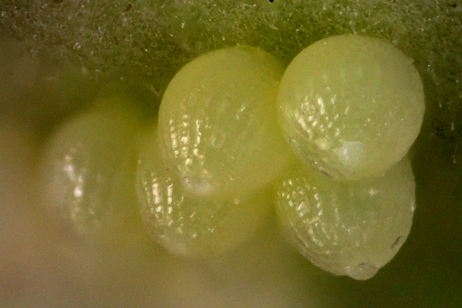Eggs of Microtia dymas imperialis - Tiny Checkerspot, under a microscope
