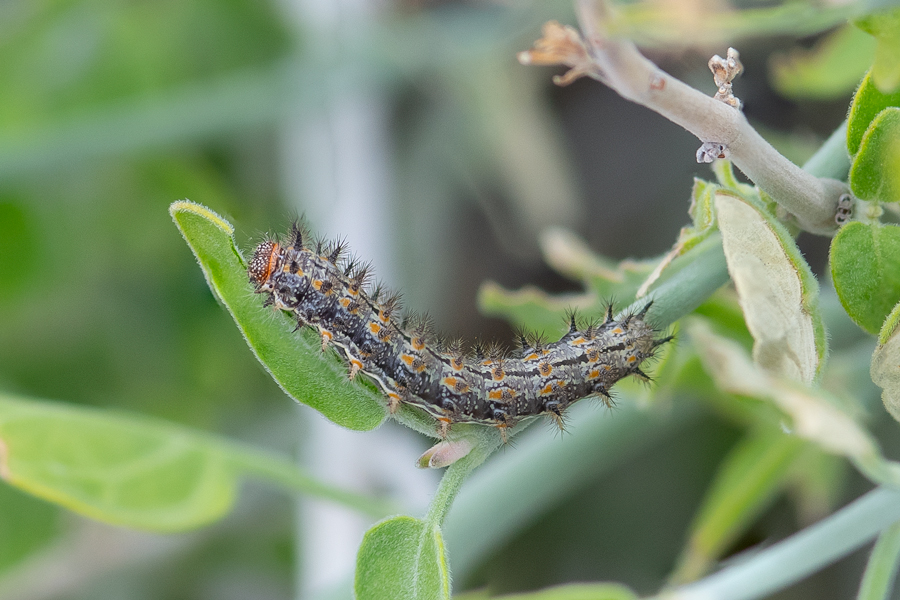 Caterpillar of Microtia dymas imperialis - Tiny Checkerspot