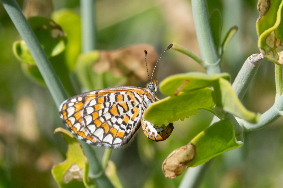 Ovipositing Microtia dymas imperialis - Tiny Checkerspot