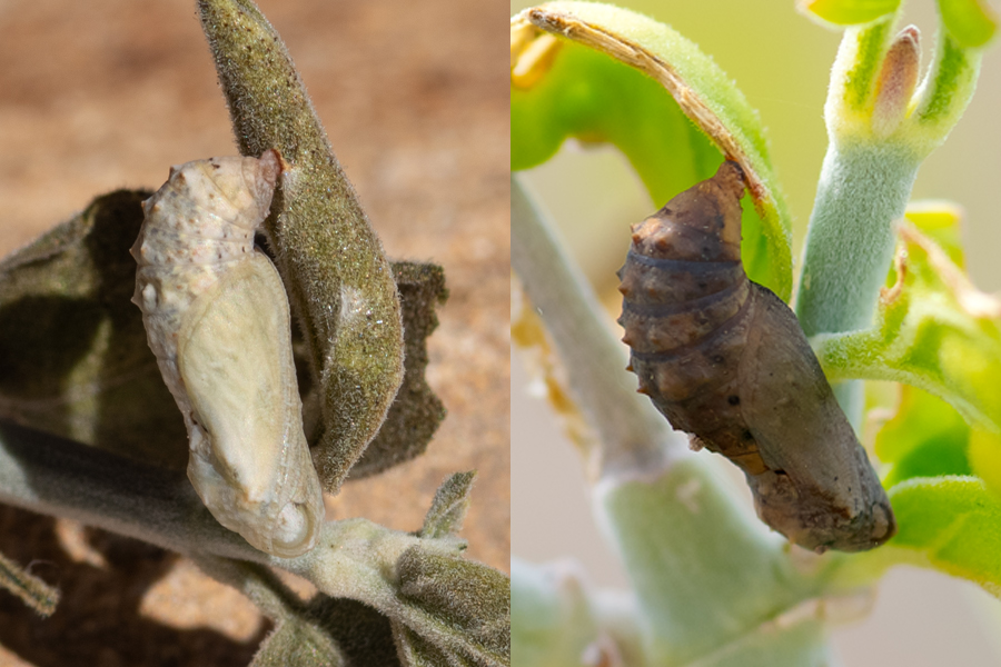 Chrysalis of Microtia dymas imperialis - Tiny Checkerspot