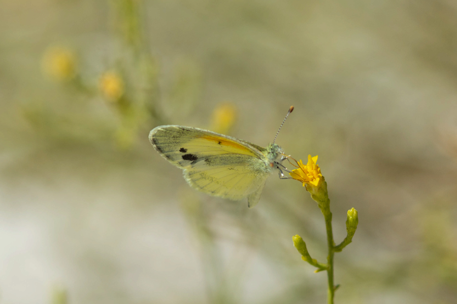 Dainty Sulphur - Nathalis iole