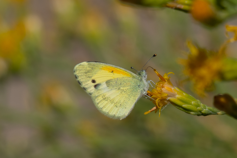 Dainty Sulphur - Nathalis iole