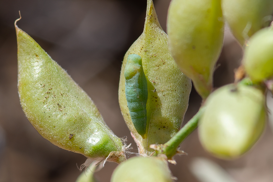 Chrysalis of the Dainty Sulphur butterfly - Nathalis iole