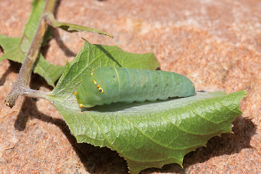fourth instar caterpillar of a Pale Swallowtail butterfly - Papilio eurymedon