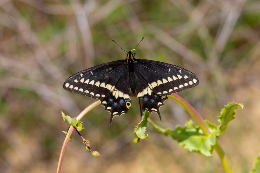 'Edwards' Indra Swallowtail - Papilio indra pergamus