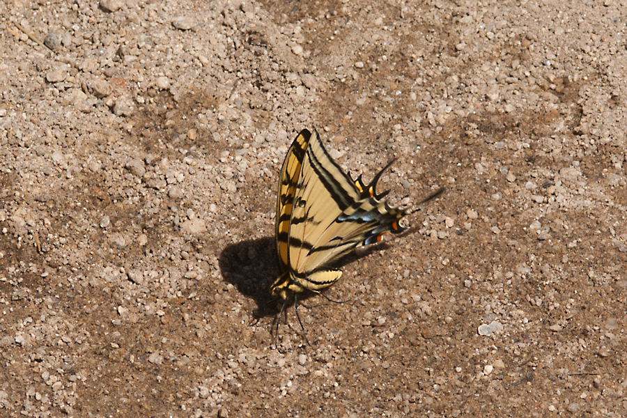 Papilio multicaudata - Two-tailed Swallowtail