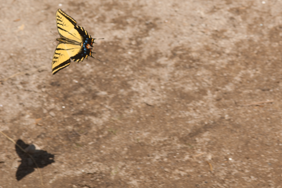 Papilio multicaudata - Two-tailed Swallowtail