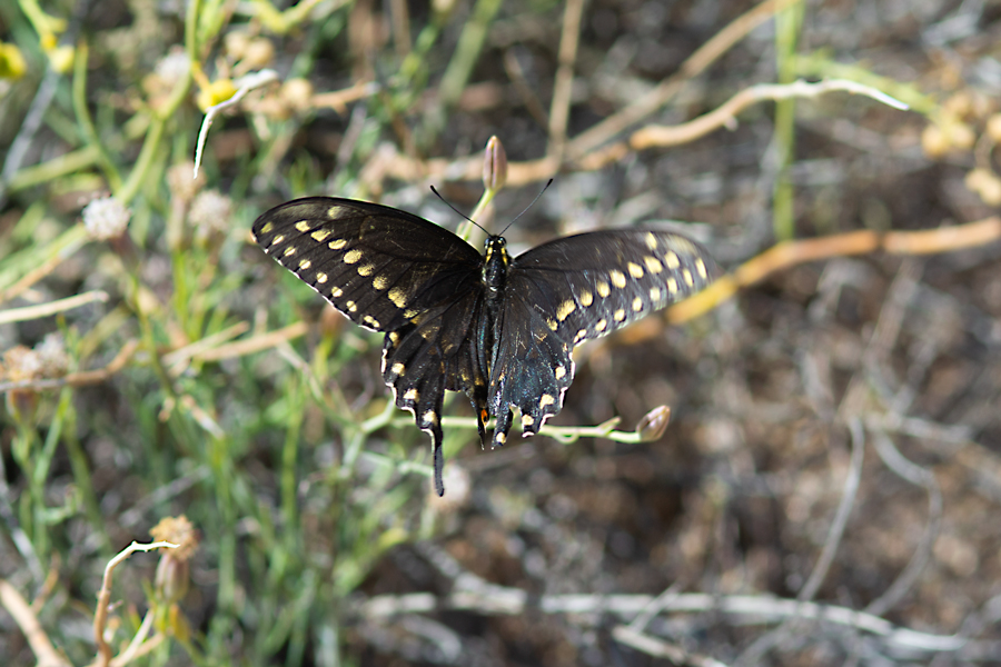 'Desert' Black Swallowtail - Papilio polyxenes rudkini black form