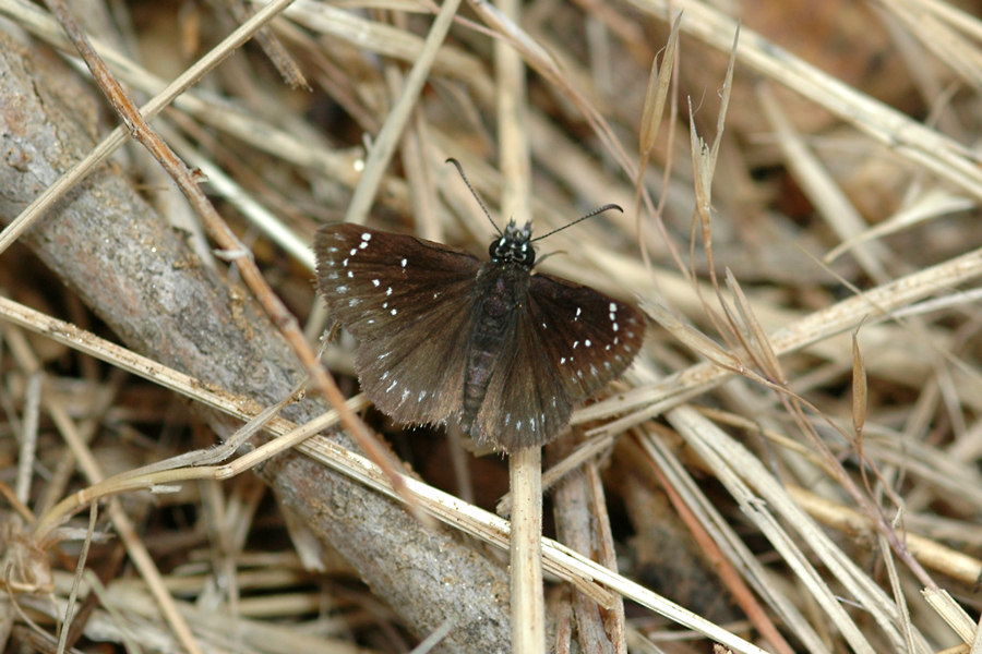 Pholisora crestar - Common Sootywing
