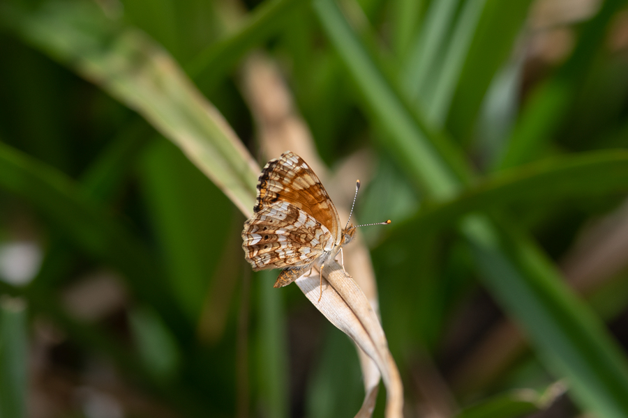 Phyciodes mylitta - Mylitta Crescent