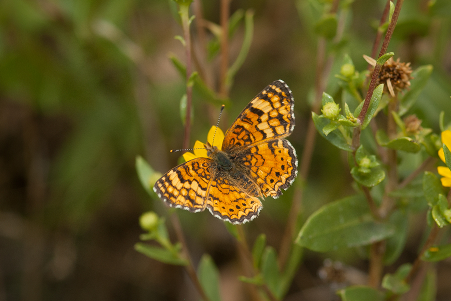 Phyciodes mylitta - Mylitta Crescent