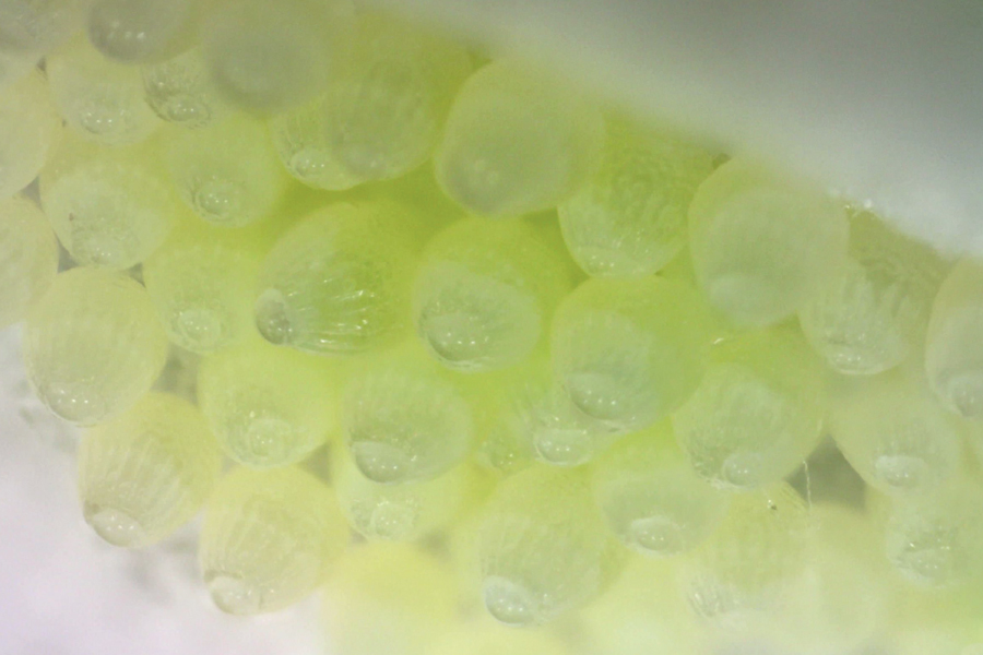 Eggs of Phyciodes mylitta - Mylitta Crescent - on a thistle leaf