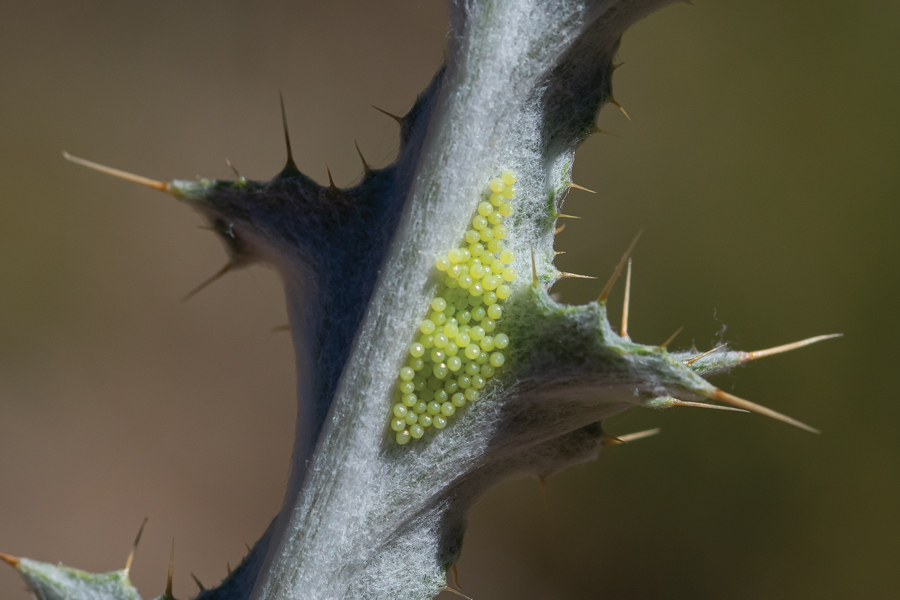 Eggs of Phyciodes mylitta - Mylitta Crescent - on a thistle leaf